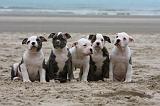 BOULEDOGUE AMERICAIN 127